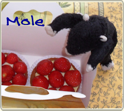 Mole